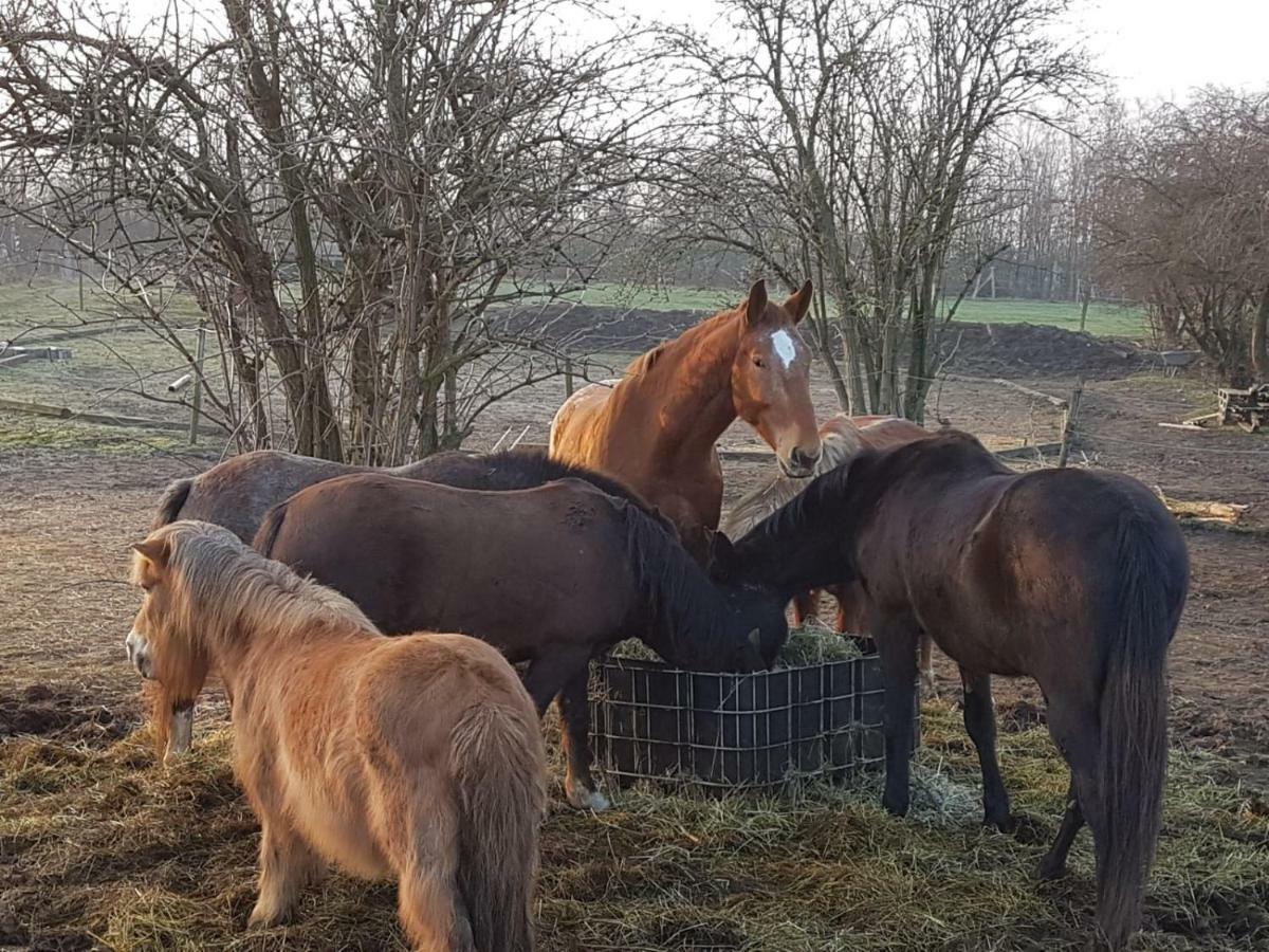 Muehlenberger Ponyhof Apartment Duisburg Ngoại thất bức ảnh